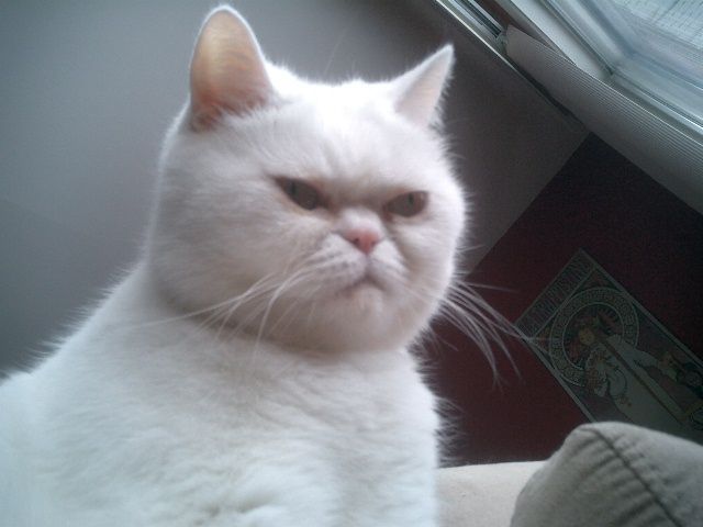 Source image for Grumpy White Persian Cat Staring Intently from Window Sill
