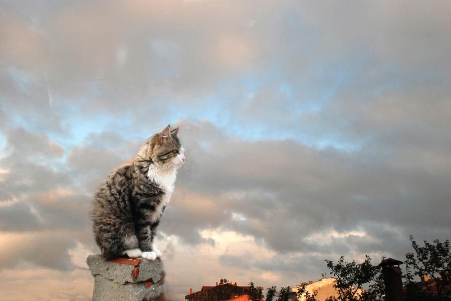 Source image for Tabby Cat Leaps from Chimney to Soar Through Cloudy Sky