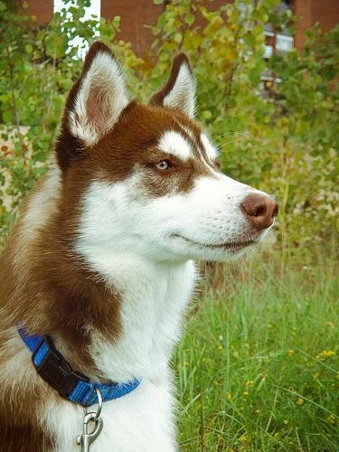 Source image for Brown and White Husky Gazing into Distance Outdoors