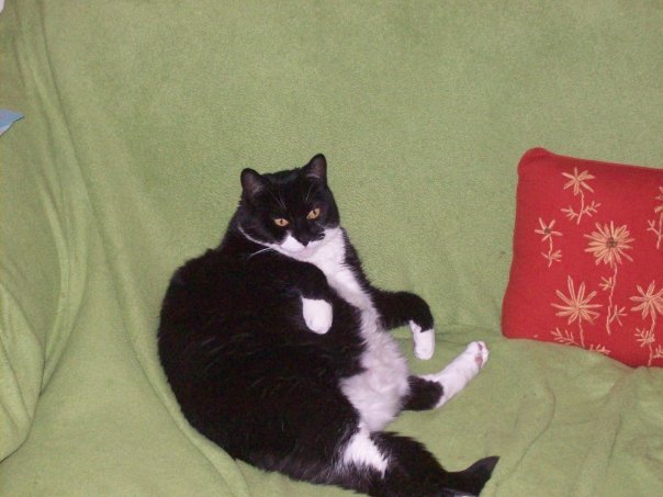 Source image for Tuxedo Cat Leaning Back in Relaxed Human Posture