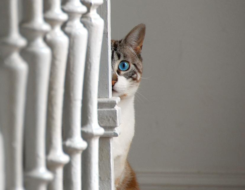Source image for Blue-Eyed Cat Peeks Suspiciously From Behind White Railing